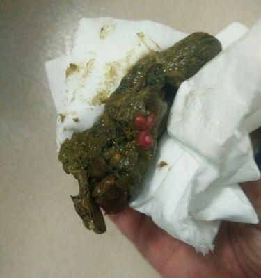 如何帮助宠物缓解拉肚子的痛苦？（宠物拉肚子原因、如何判断、正确喂养、治疗方法等）