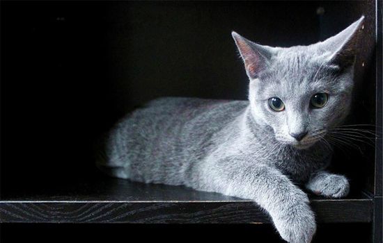 猫咪拉肚子是什么原因引起的呢