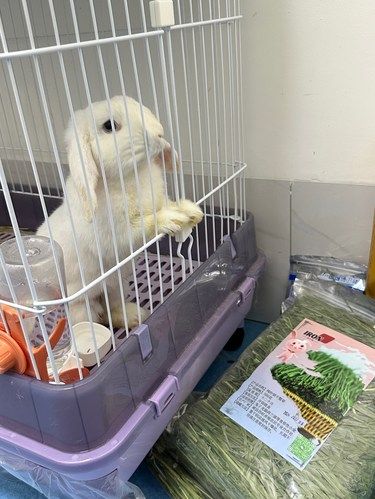 长沙专业宠物医院 全方位健康守护