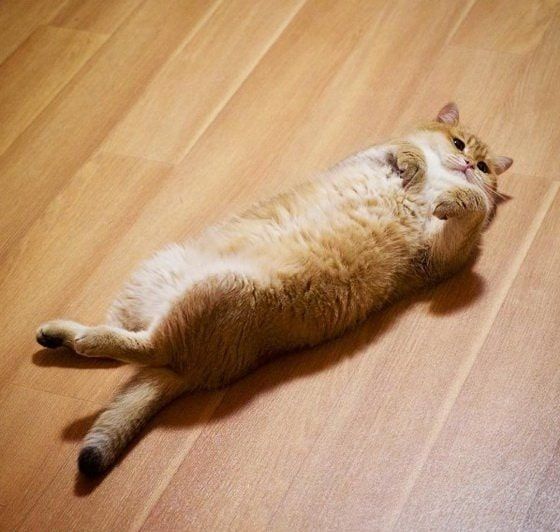 折耳猫Hosico把自己塞进拥挤空间图片走红网络
