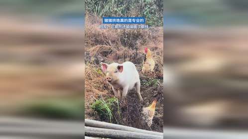 猪猪拱地真的是专业的。网友：它竟然还偷偷画了眼线