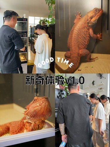 杭州第一家鬃狮蜥蜴体验馆