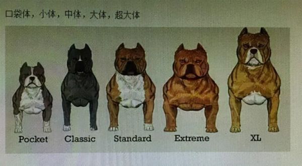恶霸犬号称犬界“爱马仕”，价格为何这么贵？它到底哪里吸引人？