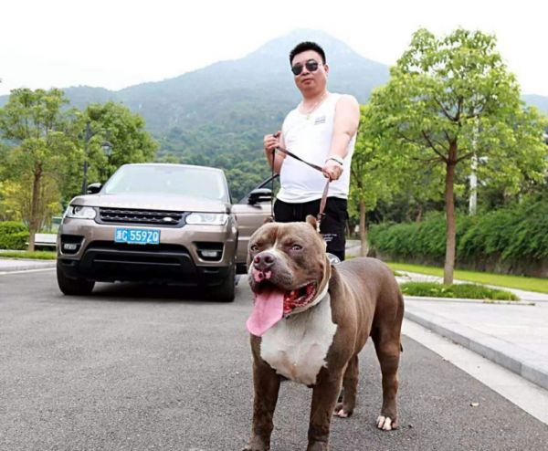 恶霸犬号称犬界“爱马仕”，价格为何这么贵？它到底哪里吸引人？