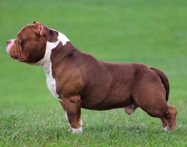 恶霸犬号称犬界“爱马仕”，价格为何这么贵？它到底哪里吸引人？