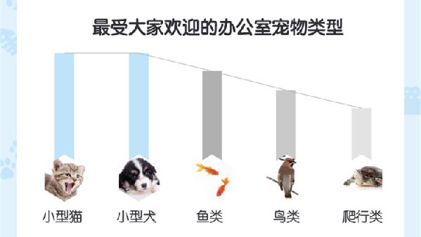 办公室宠物报告