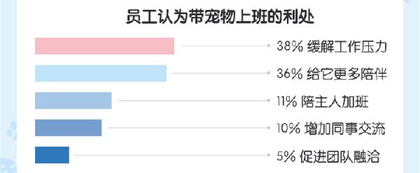 办公室宠物报告