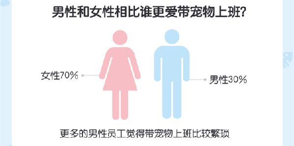 办公室宠物报告