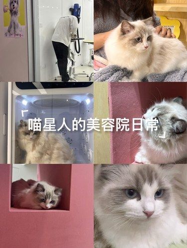 喵星人的美容院日常