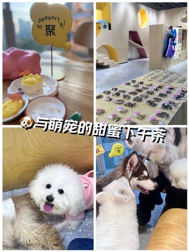 ‍♀️申请加入萌宠的世界！！甜蜜下午茶～