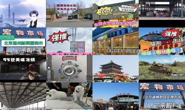北京宠物市场在什么地方