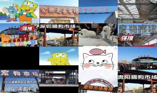 北京哪有大型宠物市场