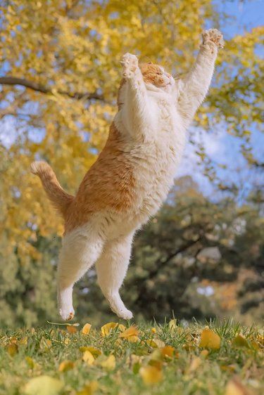 天冷了，发一组实心猪咪