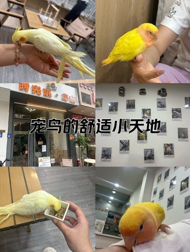 宠鸟的舒适小天地
