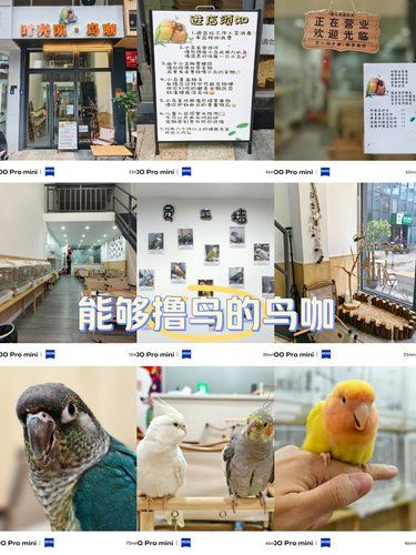 能够撸鸟的鸟咖