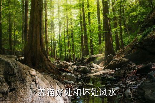 养猫好处和坏处风水