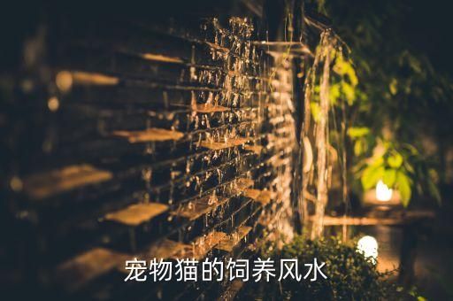 宠物猫的饲养风水