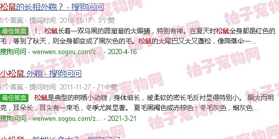 小松鼠图片