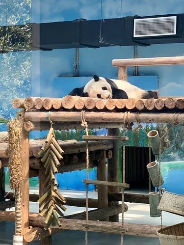 我给李雪琴当本地人脉！来柳州动物园看熊猫咯！