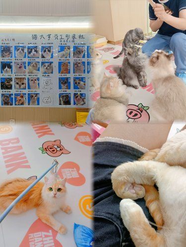 汕头猫舍｜悄咪咪背着我家那位来润街翻牌子