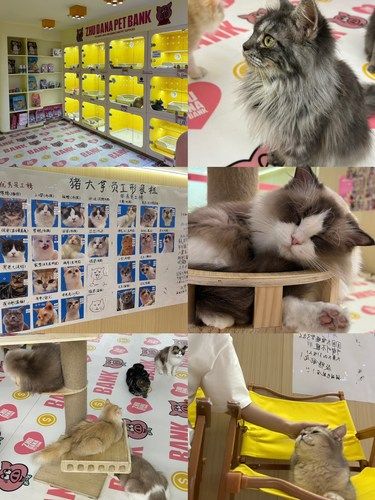 震惊！猪大拿猫咖店的猫会后空翻！！
