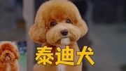 养泰迪犬最麻烦的就是打理,这剪毛后就是判若两狗
