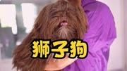 狮子狗剪毛,剪完后好可爱