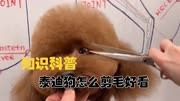 《泰迪狗美容指南:打造迷人造型的剪毛技巧》