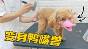 狗狗剪毛为什么要戴嘴套?小泰迪做完造型,连亲妈都不认识!