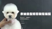 泰迪造型修剪教程视频,给泰迪狗狗剪毛教程