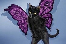 猫星人