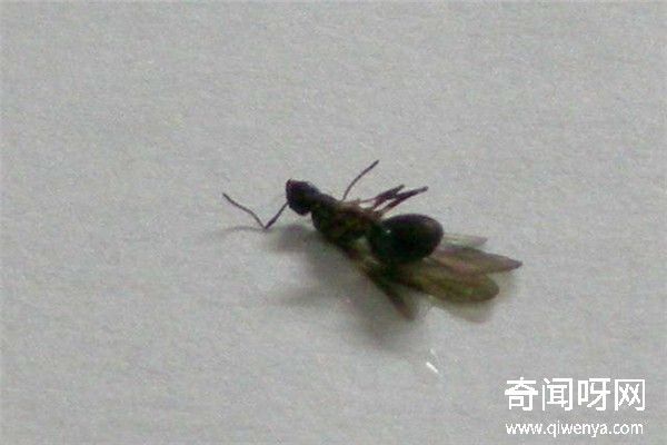 动物未解之谜