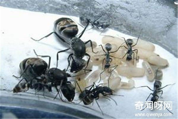 动物未解之谜