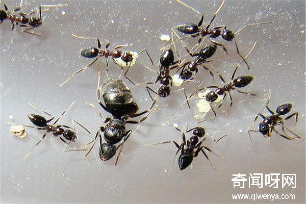 动物未解之谜