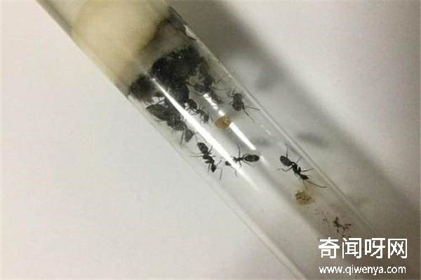 动物未解之谜