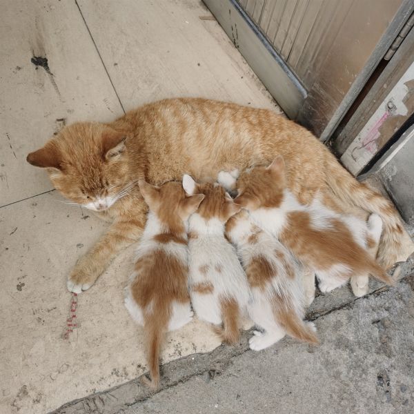 自家养的小奶猫已经满月 