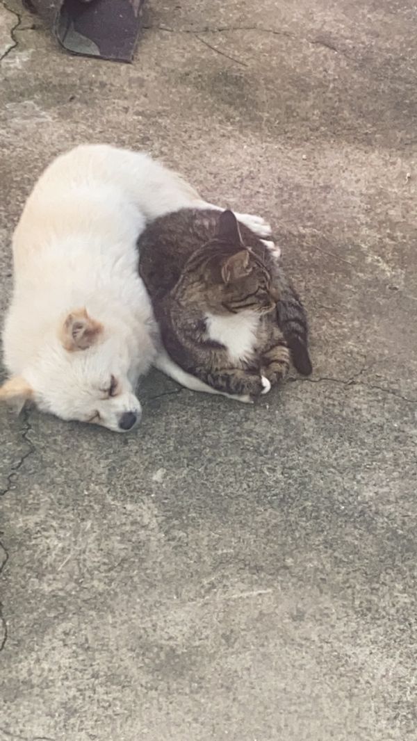 自家猫