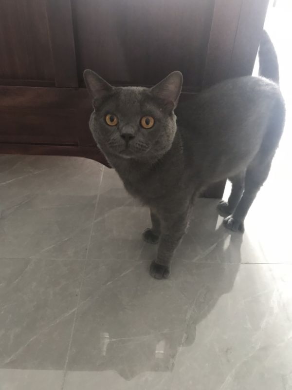 个人8个月蓝猫