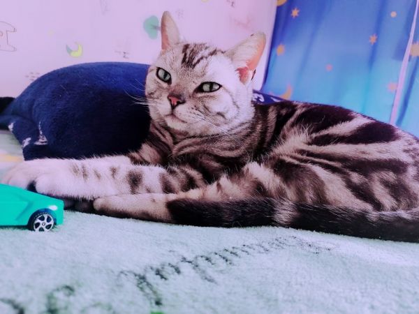 虎斑公猫