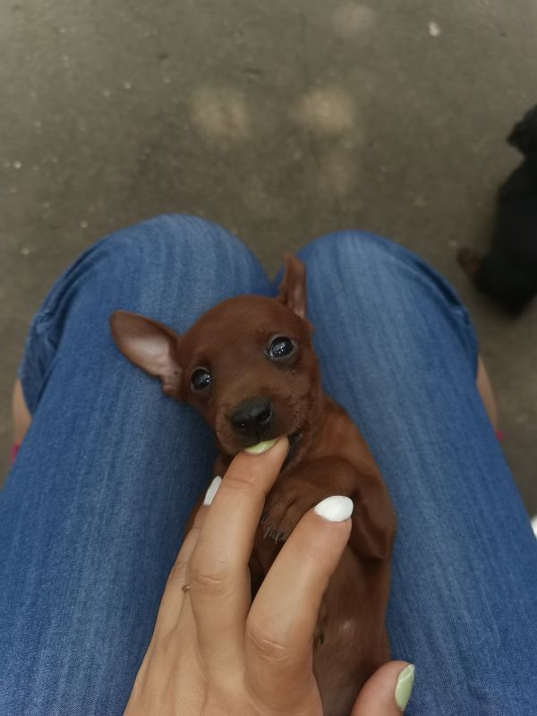 自家养的小鹿犬出售