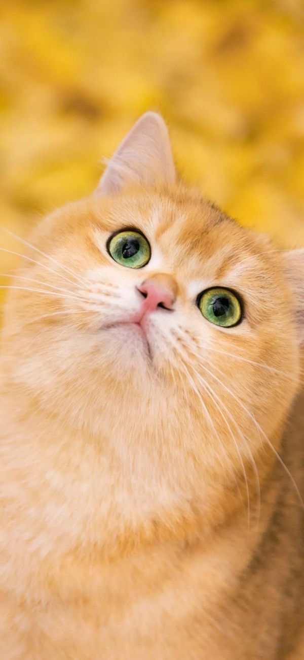 宠物壁纸推荐—橘猫图片壁纸高清可爱竖屏