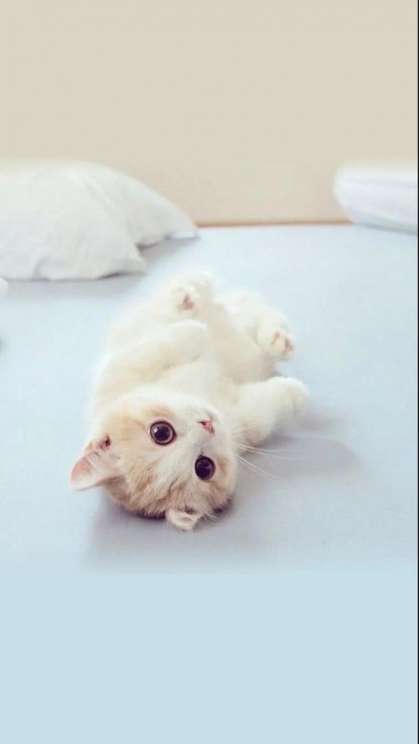让人想撸的超可爱软萌猫咪手机壁纸图片