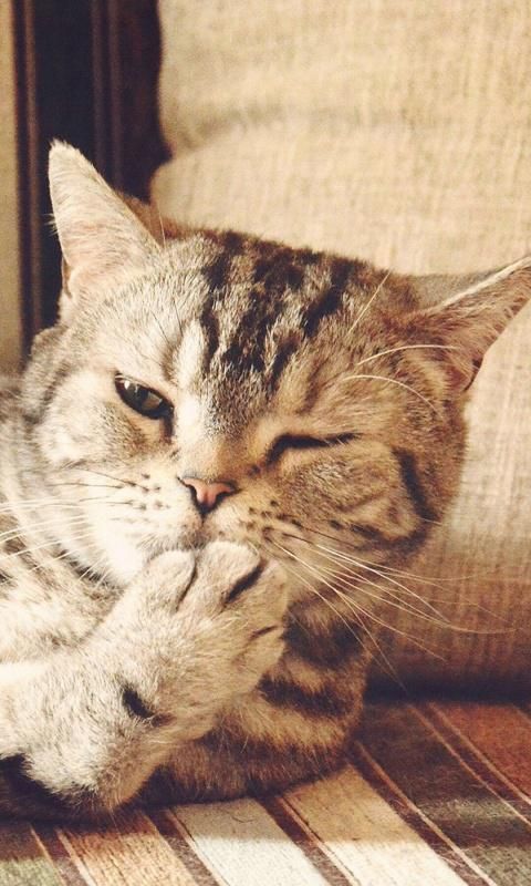 在线搞怪的可爱软萌猫咪手机壁纸图片