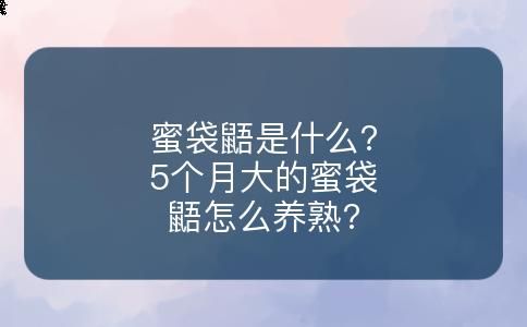 蜜袋鼯是什么?5个月大的蜜袋鼯怎么养熟?