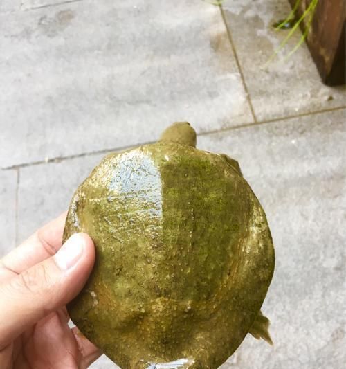 如何科学饲养黄沙鳖——让你的宠物更健康（以宠物为主）