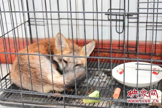 赤狐家属院当“头领” 宠物狗前呼后拥亲密无间