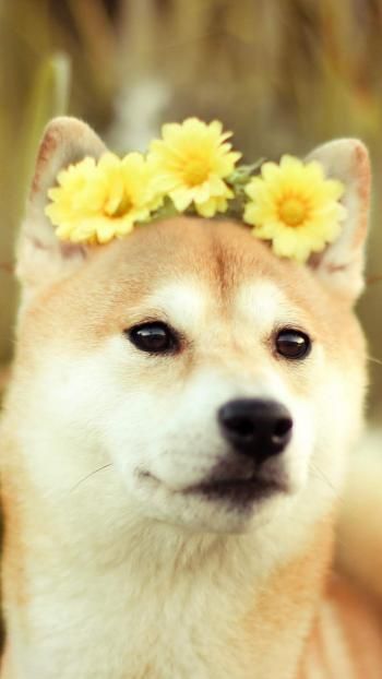 可爱柴犬萌宠iPhone手机壁纸