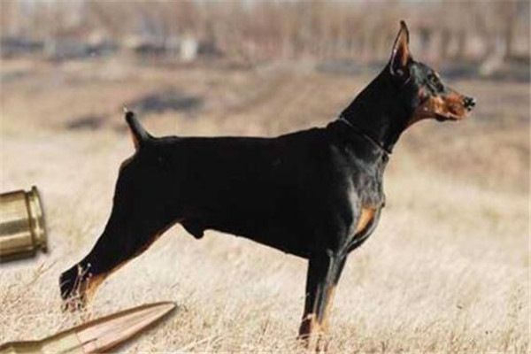 全球10大公认的猛犬,土佐犬和比特犬上榜,你有养过吗?