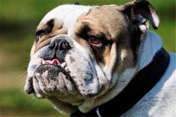 全球10大公认的猛犬,土佐犬和比特犬上榜,你有养过吗?