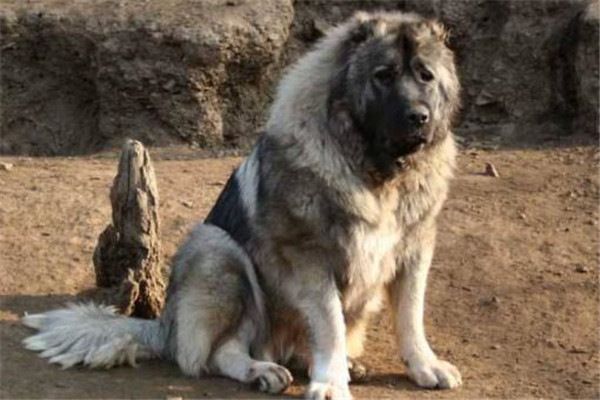 全球10大公认的猛犬,土佐犬和比特犬上榜,你有养过吗?